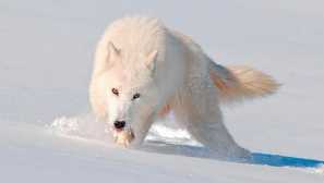 Mulville island wolf ili wolf arctic